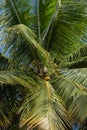 Fresh coconuts and branches hanging on a coconut tree Royalty Free Stock Photo