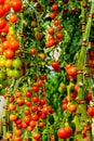 Image of fresh organic cherry tomatoes on tree Royalty Free Stock Photo