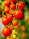 Image of fresh organic cherry tomatoes on tree Royalty Free Stock Photo