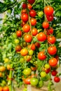 Image of fresh organic cherry tomatoes on tree Royalty Free Stock Photo