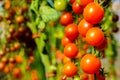 Image of fresh organic cherry tomatoes on tree Royalty Free Stock Photo