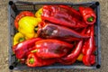 Image of fresh organic sweet peppers in a plastic box Royalty Free Stock Photo