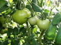 Tomato plants in greenhouse. Green tomatoes Organic farming. Organic garden. Royalty Free Stock Photo