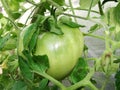 Tomato plants in greenhouse. Green tomatoes Organic farming. Organic garden. Royalty Free Stock Photo