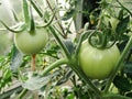 Tomato plants in greenhouse. Green tomatoes Organic farming. Organic garden. Royalty Free Stock Photo