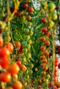 Tomatoes on tree in a greenhouse Royalty Free Stock Photo