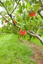 Peach growing on tree in orchard Royalty Free Stock Photo