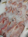 fresh red tilapia fishes on ice-cube for sale Royalty Free Stock Photo