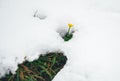 Image of fresh yellow crocus in the snow melting Royalty Free Stock Photo