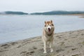 Image of friendly Beige and white Siberian Husky dog standing on the beach. Royalty Free Stock Photo