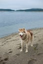 Image of friendly Beige and white Siberian Husky dog standing on the beach. Royalty Free Stock Photo