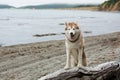 Image of friendly Beige and white Siberian Husky dog standing on the tree on the beach Royalty Free Stock Photo