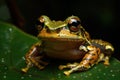 Image of frog on green leaf. Amphibian. Animals. Illustration. Generative AI