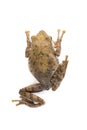 Image of Frog, Polypedates leucomystax,polypedates maculatus. Royalty Free Stock Photo