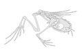 Image of frog skeleton Royalty Free Stock Photo