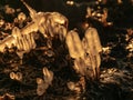 Image of frozen reeds. blurred outlines of moving water. suitable for background