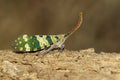 Image of fulgorid bug or lanternfly Pyrops oculata