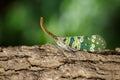 Image of fulgorid bug or lanternfly Pyrops oculata