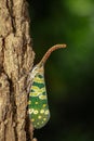 Image of fulgorid bug or lanternfly Pyrops oculata.