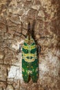 Image of fulgorid bug or lanternfly Pyrops oculata.