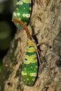 Image of fulgorid bug or lanternfly Pyrops oculata on tree.