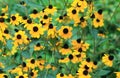 Field of Lazy Susans Royalty Free Stock Photo