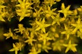 Image Full of Yellow Stonecrop Wildflowers Royalty Free Stock Photo