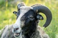 Image of Funny goat. Head of silly looking black goat, closeup portrait with shallow depth of field Royalty Free Stock Photo