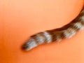Cute ginger tabby cat tail