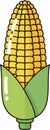 Flat Vector Corn on the Cob Graphic Royalty Free Stock Photo
