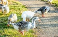 Image of a gaggle of geese