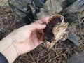 Ganoderma applanatum the wood-decay fungus.