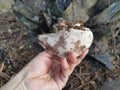 Ganoderma applanatum the wood-decay fungus.