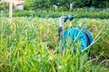 An image of a garden hose. Hose for irrigation Royalty Free Stock Photo