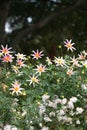 Image of a garden scene of a flower bed with a group of Dahlia imperialis honka Royalty Free Stock Photo