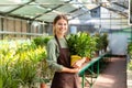 Image of gardener 20s wearing apron standing with plants in hands while working in greenhouse Royalty Free Stock Photo