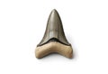 Prehistoric Megalodon Tooth Serrated Edges Marine Predator in Paleontology Fossilized Isolated