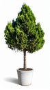 Small pine tree in a decorative pot Royalty Free Stock Photo