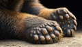 Bear feet wildlife grizzly foot claw paw animal closeup lying brown wilderness zoo fur nature mammal back bruin skin body part leg