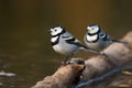 branch sitting alba Motacilla Wagtails Pied Wagtail White