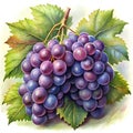 A Bunch of Violet Grapes clipart.