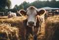 A cow is eating fodder at a stall in a field