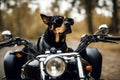 dog motorcycle hasty vacation driver wheel fast hat helmet missy jack russell supply roller engine delivery bike lady italian