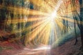 spirit holy growth personal mension inner belief religious spirituality forest light Tunnel Royalty Free Stock Photo