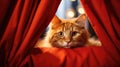 Curious Red Cat Peeking Through Indoor Curtain