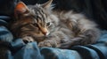 Cuddly Domestic Cat Resting on Couch for Relaxing Time