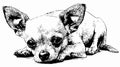 Adorable Chihuahua Dog Coloring Page Vector Outline for Creative Projects Royalty Free Stock Photo