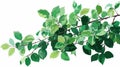 Botanical Illustration of Green Plant with Leaves and Branches, Vector Drawing Royalty Free Stock Photo