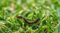 Chinch Larva Causing Lawn Grub Damage and Grass Destruction Royalty Free Stock Photo