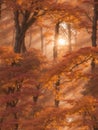 Forest Autumn sunset view, a tree with branches of autumn leaf\'s, stunning view Royalty Free Stock Photo